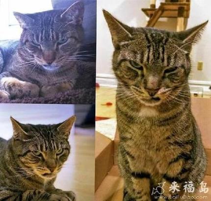 张怡宁：卧槽一觉醒来变成猫了！